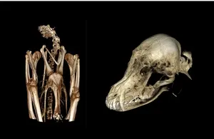 Escáner <span class=keywords><strong>CT</strong></span> de equipo médico, precio de 64 rebanadas para el hospital, para el - Product Image 5