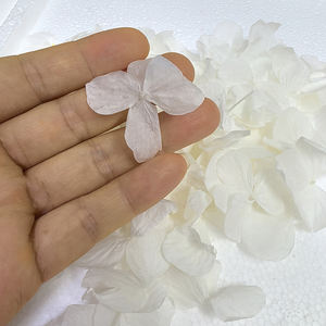 Fleur naturelle au toucher réel, pétales préservés, rose <span class=keywords><strong>crème</strong></span> blanc pur, grande feuille d'hortensia Anna, biodégradable pour confettis de mariage - Product Image 6
