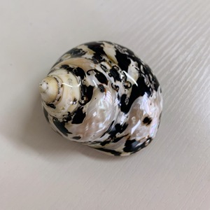 เครื่องขัดเงาธรรมชาติสีดำ King Kong Conch Hermit <span class=keywords><strong>Crab</strong></span> แทนที่ Shell Conche Shell สำหรับขาย - Product Image 3