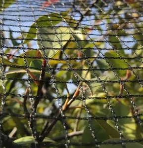 Malla de Protección <span class=keywords><strong>para</strong></span> Árboles <span class=keywords><strong>Frutales</strong></span> y Plantas, Anti-Pájaros, Contra Gorriones y Plagas, Verde - Product Image 5