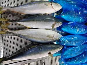 Novo Lote de Peixe Rabo Amarelo Congelado à Venda - Product Image 4