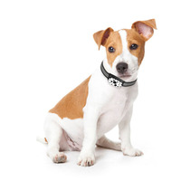 Rastreador GPS Impermeable para Mascotas con Microchip, Collar GPS para Perros/Gatos, Dispositivo de Rastreo Animal EV-201M