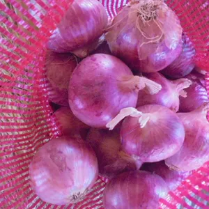 Sacchetti freschi della cipolla rossa del nuovo raccolto con le cipolle da vendere lo zenzero dell'aglio