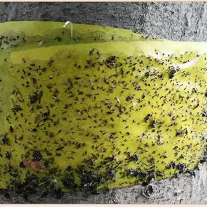 Ruban anti-insectes double face jaune pour extérieur, barrière anti-nuisibles pour fourmis, mites et insectes grimpants - Product Image 4