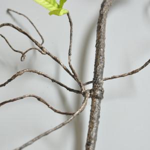 Vignes artificielles en plastique marron, branches de vigne séchées en gros, branches artificielles murales au toucher réel - Product Image 5