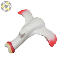 Modèle d'anatomie féminine du vagin, des ovaires et de l'utérus, en plastique PVC écologique, taille réelle, réaliste, certifié ISO, pour l'enseignement en écoles de médecine