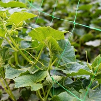 Filet de treillis en PP pour plantes grimpantes, filet de soutien pour concombres