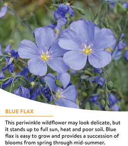 Mélange de fleurs sauvages Burpee 18 variétés non-OGM, 25 000 graines en vrac pour jardin, fleurs d'intérieur pour pot de fleurs ou kit de terrarium - Product Image 4