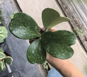 Hoya <span class=keywords><strong>Kerri</strong></span> Splash en pot de 9 cm avec des feuilles en forme de cœur argentées (2-3 feuilles) |   Succulente rare et variée pour la décoration intérieure - Product Image 4