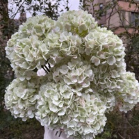 DC093 Nouvelle Arrivée Grande Tête 20cm Hortensia Artificiel en Soie Verte Fleurs Décoratives en Gros pour Mariage et Fête