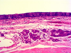 ทรัพยากรการสอนประเภทเนื้อเยื่อสำหรับผู้ผลิตสไลด์กล้องจุลทรรศน์สำหรับชีววิทยาในการสอนทางการแพทย์ - Product Image 5