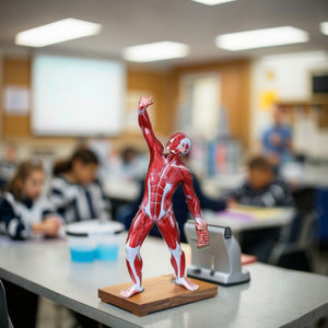 शिक्षण चिकित्सा शिक्षण के लिए पूरे शरीर की मांसपेशी शरीर की शारीरिक संरचना मॉडल पुरुष (1 भाग) शारीरिक रचना मॉडल पुरुष (1 भाग) - Product Image 5