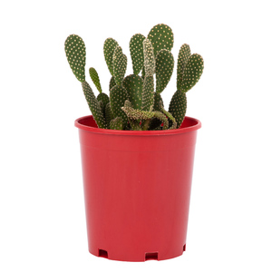 Nhà Máy giá bán buôn vòng nhựa chậu hoa cho các nhà máy mọng nước xương rồng gallon <span class=keywords><strong>Bonsai</strong></span> Vườn Ươm nồi ngoài trời cây - Product Image 4