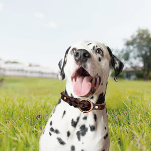 लट समायोज्य पूर्ण अनाज थोक लक्जरी असली लेदर कुत्ते कॉलर - Product Image 5