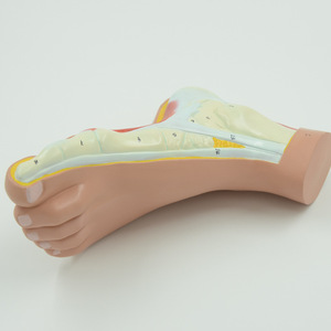 Modelo Anatómico de Sección del Arco del Pie <span class=keywords><strong>Humano</strong></span>, PVC, Estructura de Músculos, Ligamentos <span class=keywords><strong>y</strong></span> <span class=keywords><strong>Huesos</strong></span> del Pie, Modelo de Enseñanza Médica - Product Image 4