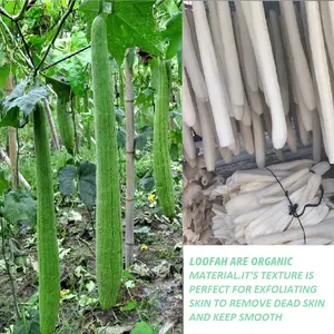 100% biodegradable Natural esponja depuradores <span class=keywords><strong>Lufa</strong></span> esponja <span class=keywords><strong>de</strong></span> limpieza <span class=keywords><strong>de</strong></span> la cocina esponja - Product Image 4