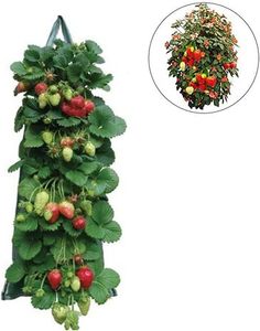 Sacs de culture verticaux pour fraises en plastique PE, 10 trous, pochettes de plantation pour herbes, fleurs, légumes, décoration de balcon et de jardin - Product Image 1