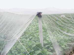 PEHD/PE/Nylon/plastique Protection des légumes/<span class=keywords><strong>Anti</strong></span>-moustique/paludisme/<span class=keywords><strong>mouche</strong></span>/grêle/abeille/contrôle des insectes/filet de preuve pour l'agriculture - Product Image 5