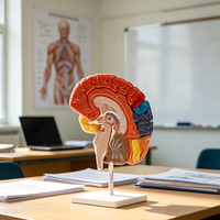 Modèle d'anatomie du cerveau humain à sections sagittales multicolores pour l'enseignement