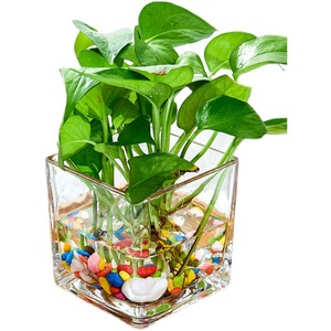 <span class=keywords><strong>Vase</strong></span> cube carré en verre 4x4 jardinière en verre et <span class=keywords><strong>vase</strong></span> hydroponique oblate de bureau bocaux à <span class=keywords><strong>bougie</strong></span> avec support en bois pour plantes aquatiques - Product Image 1