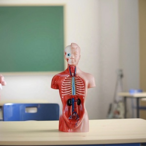Modelo <span class=keywords><strong>de</strong></span> Torso <span class=keywords><strong>Humano</strong></span> Sin Sexo <span class=keywords><strong>de</strong></span> 26 CM, 15 <span class=keywords><strong>Partes</strong></span>, Modelo Anatómico <span class=keywords><strong>del</strong></span> <span class=keywords><strong>Cuerpo</strong></span> <span class=keywords><strong>Humano</strong></span> para Ciencias Médicas - Product Image 3