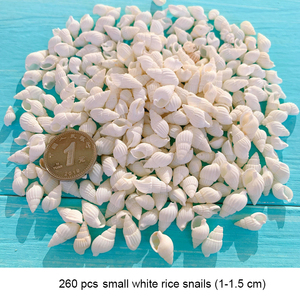 Mezcla de Conchas Marinas Pequeñas, Lote de Conchas Marinas Diminutas, Decoración para Bodas en la Playa, Conchas Marinas para Manualidades - Product Image 6