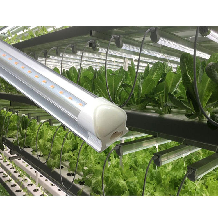 Nhà Kính Hydroponics Chiếu Sáng 600 Mét 1200 Mét Grow Ống 4FT Quang Phổ Đầy Đủ T8 Led Grow Ống Ánh Sáng Cho Canh Tác Dọc