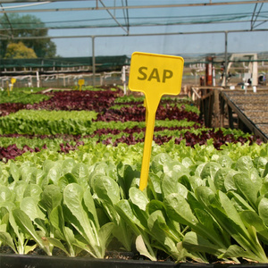 Sap siêu thấm polymer rắn mưa cho thỏa mãn của xoài nông dân - Product Image 3