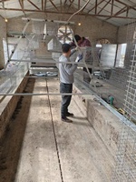 Vente flash à la ferme : Cage d'élevage de poules pondeuses à 4 étages, type H, système de collecte automatique des œufs