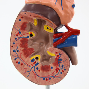 Modèle de rein avec démonstration du pancréas, instrument biologique, hôpital, recherche humaine, école, aides pédagogiques pour étudiants - Product Image 3
