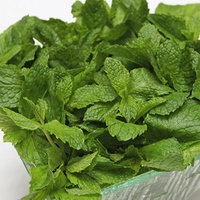En stock Thé aux feuilles de menthe poivrée séchées naturelles, Thé aux herbes, Thé aux herbes chinoises, Granulés de menthe poivrée, Feuilles en vrac