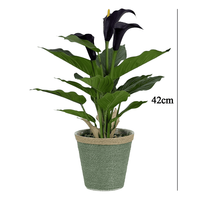 Bunga Calla Lily Burgundy Realistis (Bahan TPE) Model BF BF2627030 untuk Gaya Interior Modern