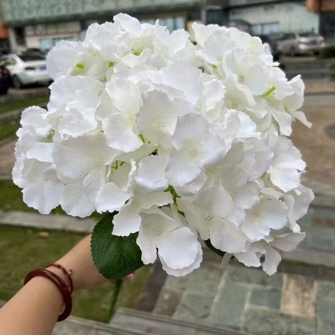Hortensia blanc de Majorque à 5 têtes