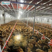 Système d'alimentation automatique pour poulets de chair par vis sans fin et mangeoire à plateau pour l'élevage avicole, ligne de ferme avicole, efficace et peu exigeante en main-d'œuvre
