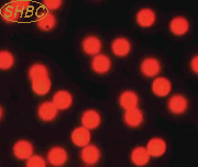 Microesferas de Carboxilo Rojas Monodispersas, Tamaño de Partícula Uniforme para Ensayo de Flujo Lateral, Inmovilización de Proteínas e Investigación de Laboratorio - Product Image 2