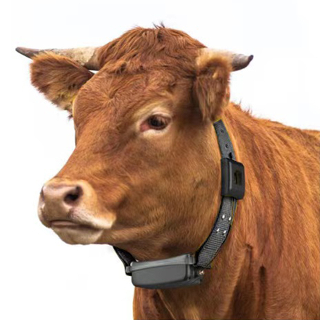 cattle tracking system lora Animal Husbandry Intelligent Breeding Lorawan meshtastic cow tracking collars with lora technology