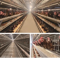 Cage à poulets automatique, équipement d'élevage avicole, poulailler, cages automatiques pour poules pondeuses, fournisseur d'élevage avicole