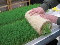 Système de culture hydroponique d'intérieur, système aéroponique pour micro-légumes, système de culture de graines de blé en PVC
