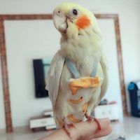 Couches lavables pour oiseaux, couches pour perruches, couches pour oiseaux avec nœud papillon, vêtements pour oiseaux, costume pour perruches, couches lavables pour oiseaux