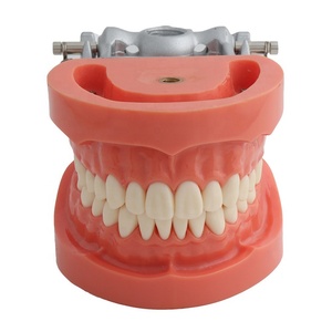 Modelo de Dientes en Oferta, Modelo de Prótesis Dental Estándar para Adultos, Modelo de Demostración para Niños - Product Image 1