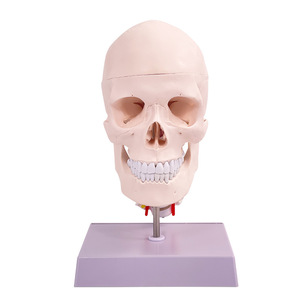 Modèle de crâne humain 1:1 ; Modèle de crâne avec vertèbres cervicales ; Modèle de crâne avec cerveau ; Modèle d'anatomie du cerveau - Product Image 1