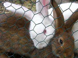 Joylink <span class=keywords><strong>Gallinero</strong></span> Hexagonal Malla de <span class=keywords><strong>alambre</strong></span> de hierro Mejor <span class=keywords><strong>precio</strong></span> Valla tejida de metal recubierto de PVC <span class=keywords><strong>para</strong></span> alimentación de pollos y patos - Product Image 6