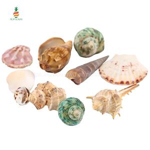 卸売 即納 天然 貝殻 巻貝 立体 シェル フラワー パーツ アクセサリー DIY 手作り 水槽 装飾 - Product Image 2