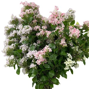 Flores Artificiales de Murraya Paniculata Haiyi, Decoración para el Hogar y Bodas, Color Rosa y Morado Claro, Impresión 3D - Product Image 5
