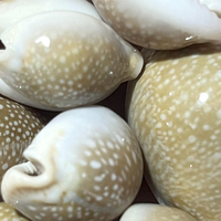 Vente en gros de coquillages naturels Miliaris Cowrie en vrac pour la décoration de la maison et les cadeaux