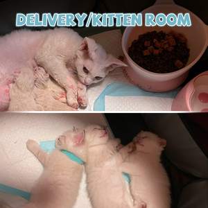 No es fácil de rascar, corralito portátil para mascotas, corralito para <span class=keywords><strong>perros</strong></span>, carpas plegables para mascotas para cachorros, <span class=keywords><strong>perros</strong></span>, gatos, interiores, viajes al aire libre, uso para acampar - Product Image 2