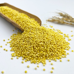 Fabricant chinois Nouveau produit 500g <span class=keywords><strong>Millet</strong></span> jaune gluant <span class=keywords><strong>sans</strong></span> <span class=keywords><strong>gluten</strong></span> - Product Image 4