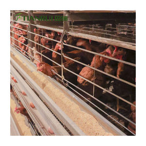 Kanatlı Kümesi Ekipmanları Hayvan Kafesleri Yumurta Tavuğu Kafesi Modern Tasarım H Otomatik Sistem Galvanizli Çelik 10000 Yumurta Tavuğu için - Product Image 2