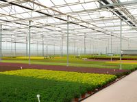 Film tunnel SHOUZHENG à lumière diffusée 130m anti-âge moulé par soufflage (bleu clair/jaune/transparent) pour plantes ornementales et fleurs