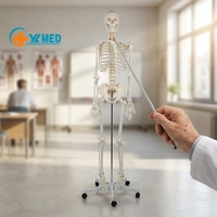 Modèle de colonne vertébrale humaine en plastique pour la science médicale, squelette grandeur nature de 180 cm, anatomie du squelette humain pour l'enseignement et la simulation